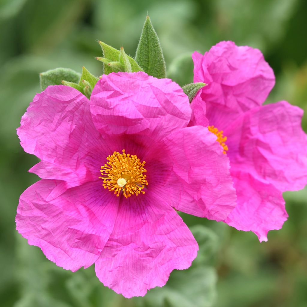 Cistus pulverulentus Sunset