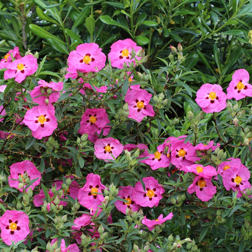 Cistus purpureus