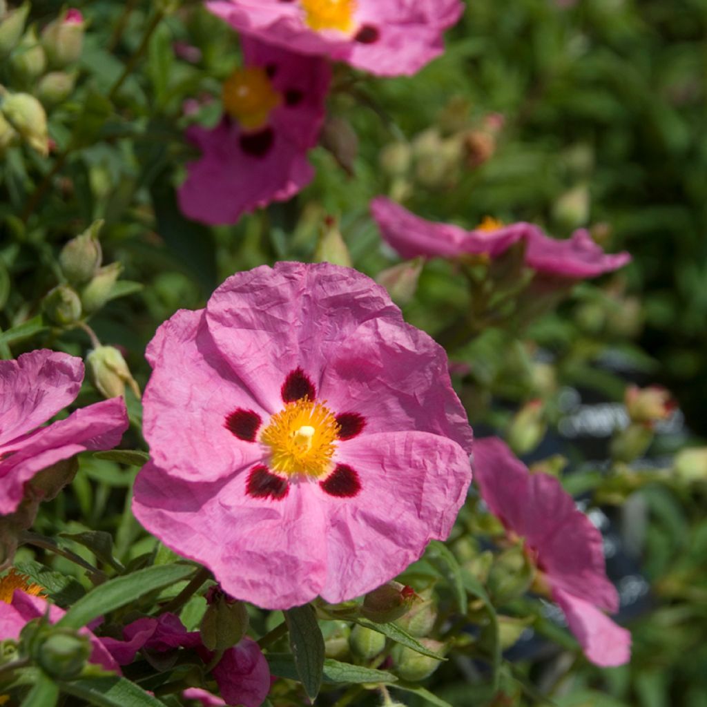 Cistus purpureus