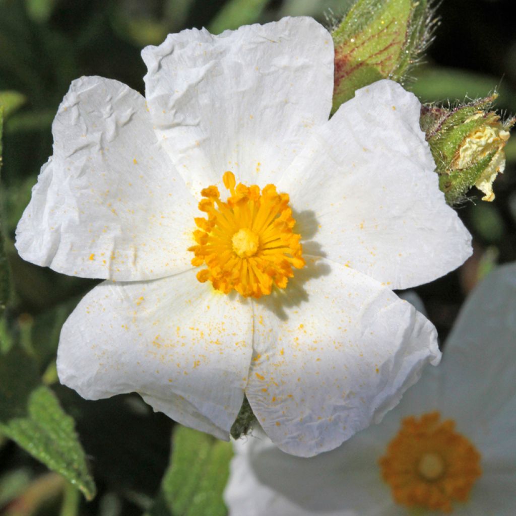 Cistus salviifolius