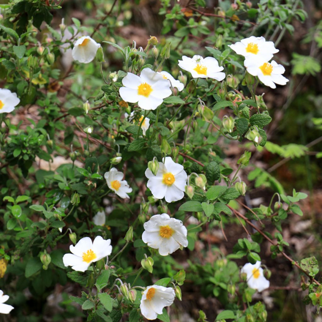 Cistus salviifolius
