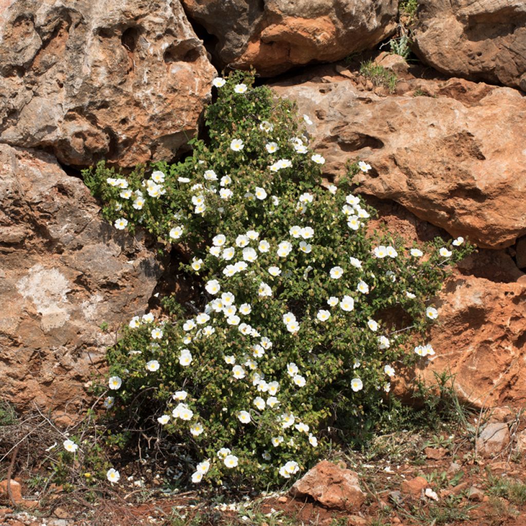 Cistus salviifolius