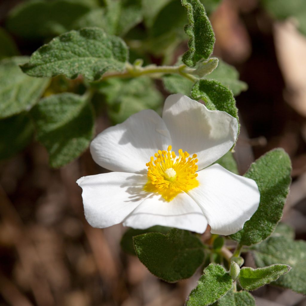 Cistus salviifolius