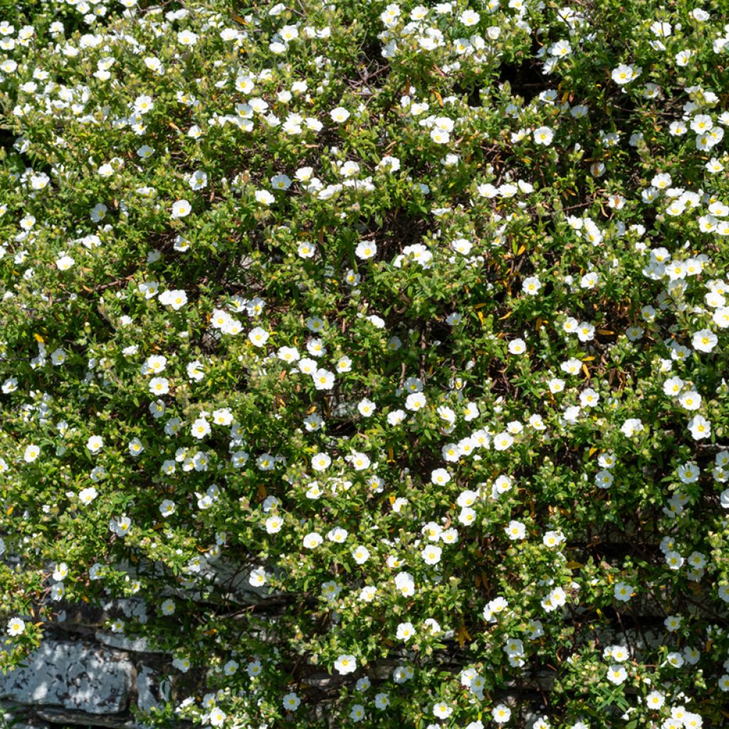 Cistus salviifolius