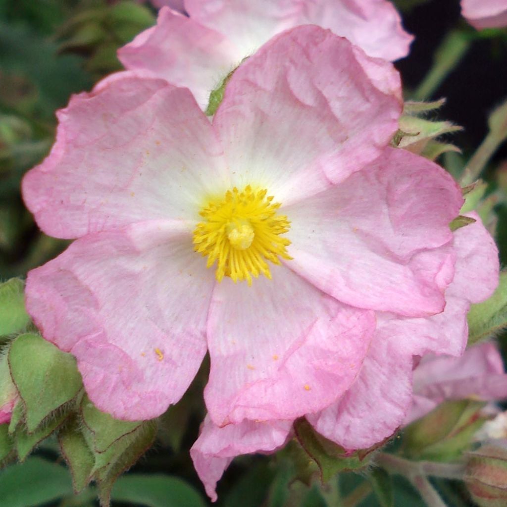 Cistus argenteus