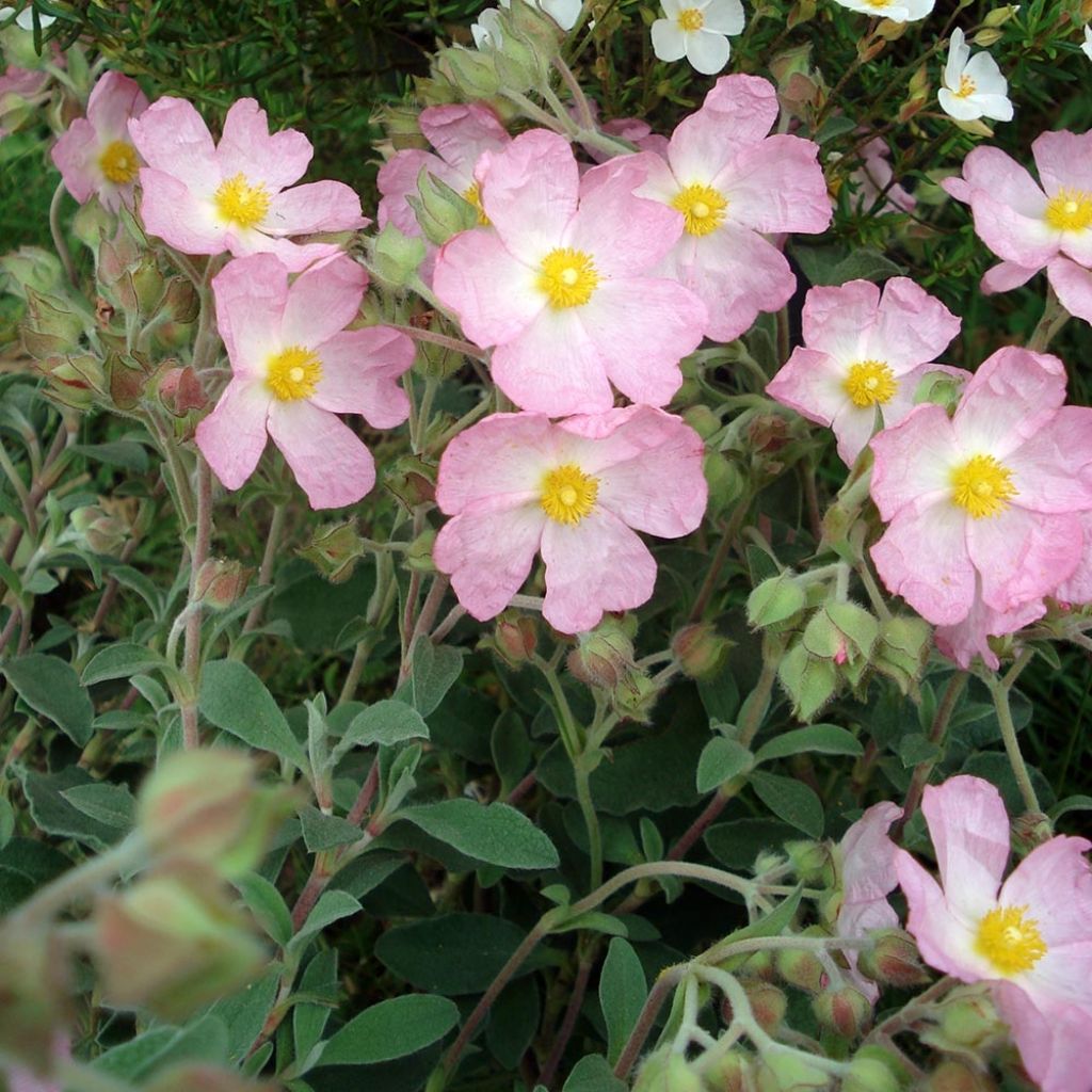 Cistus argenteus