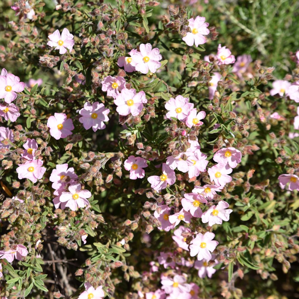 Cistus skanbergii