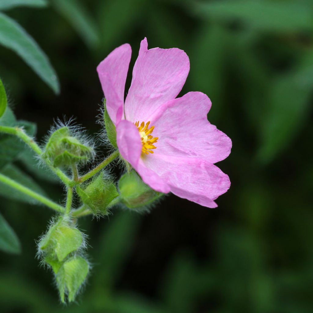 Cistus skanbergii