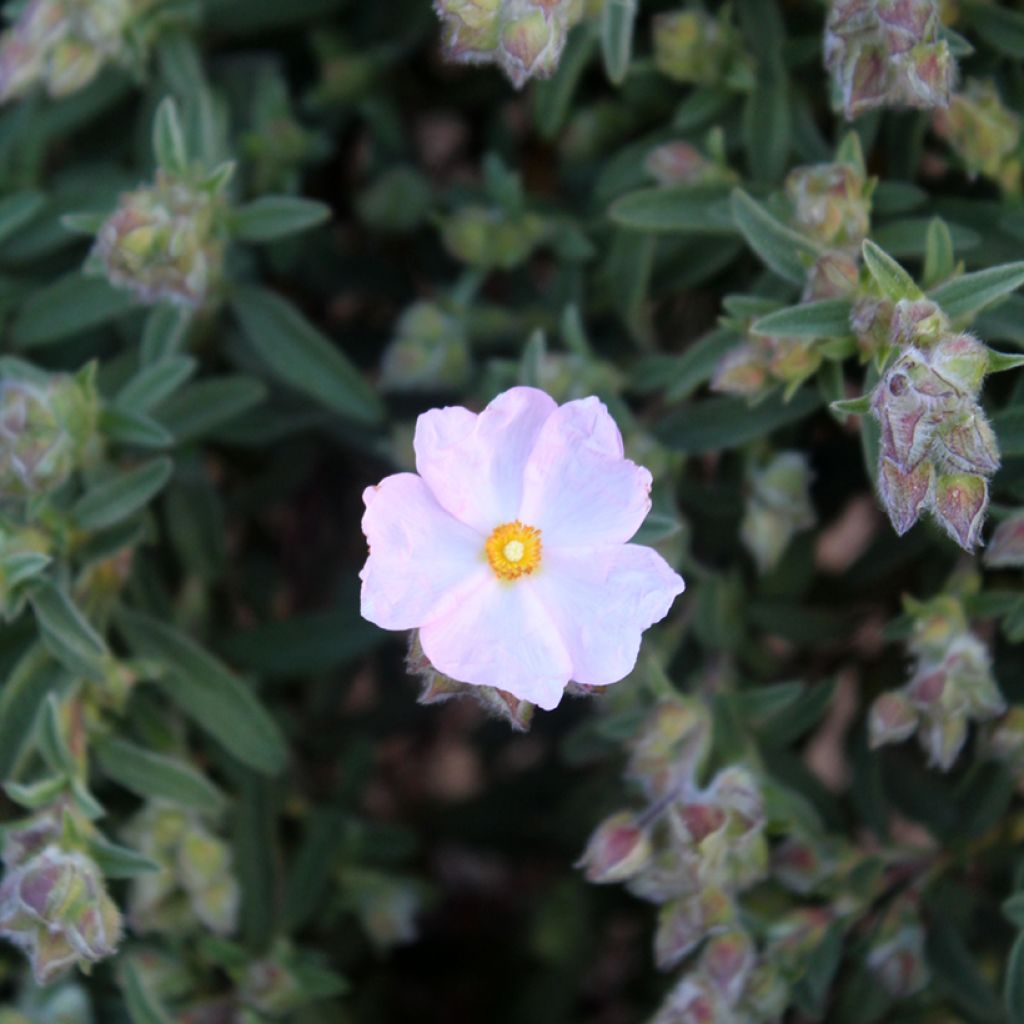Cistus skanbergii