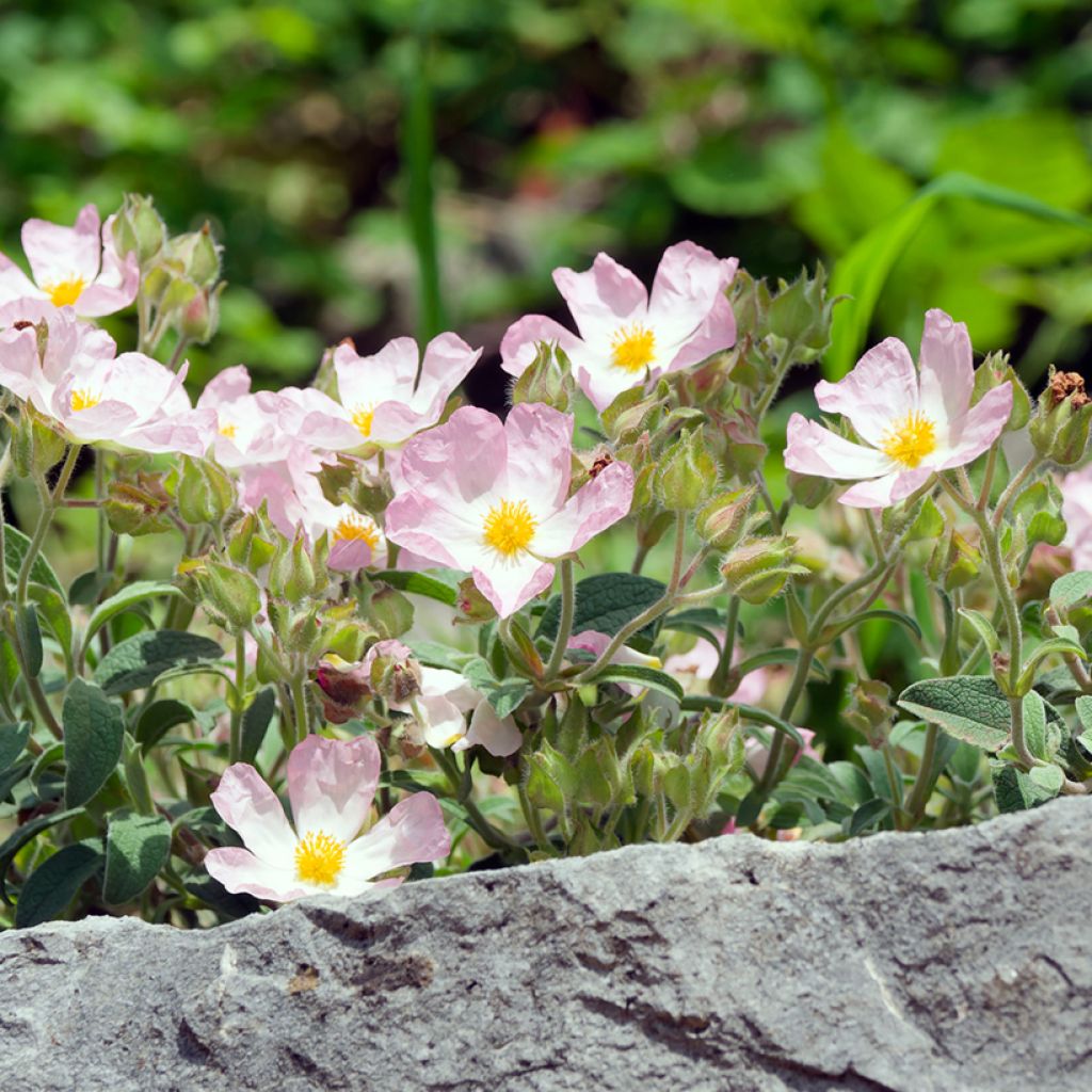Cistus Grayswood Rosa