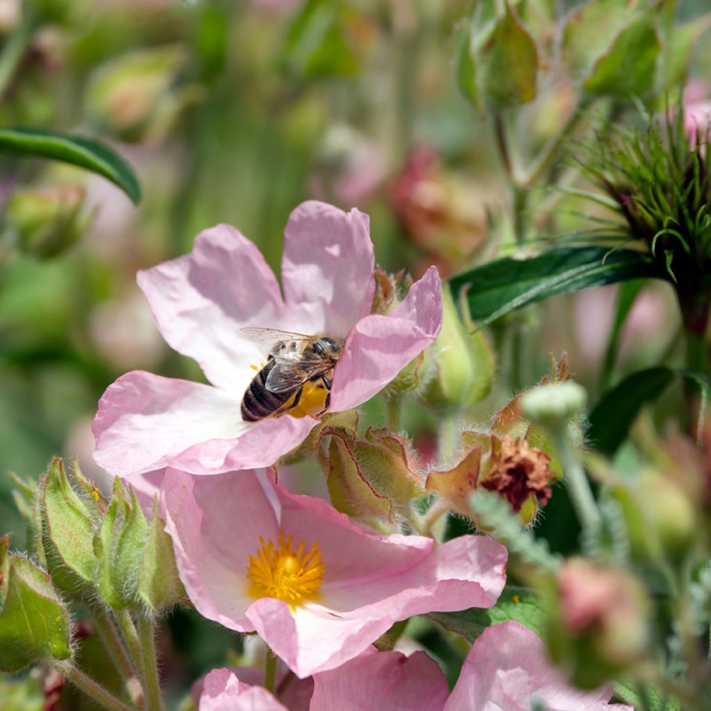 Cistus Grayswood Rosa