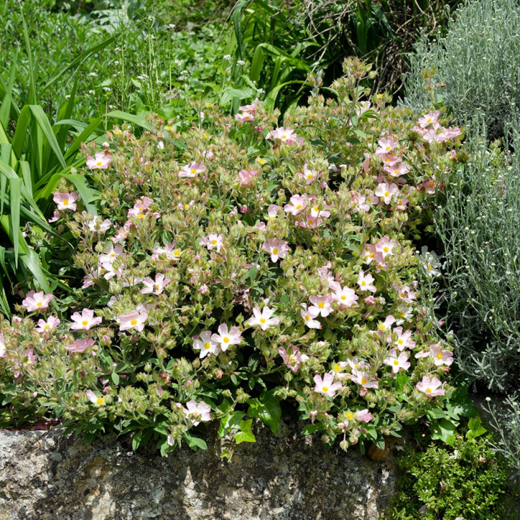 Cistus Grayswood Rosa