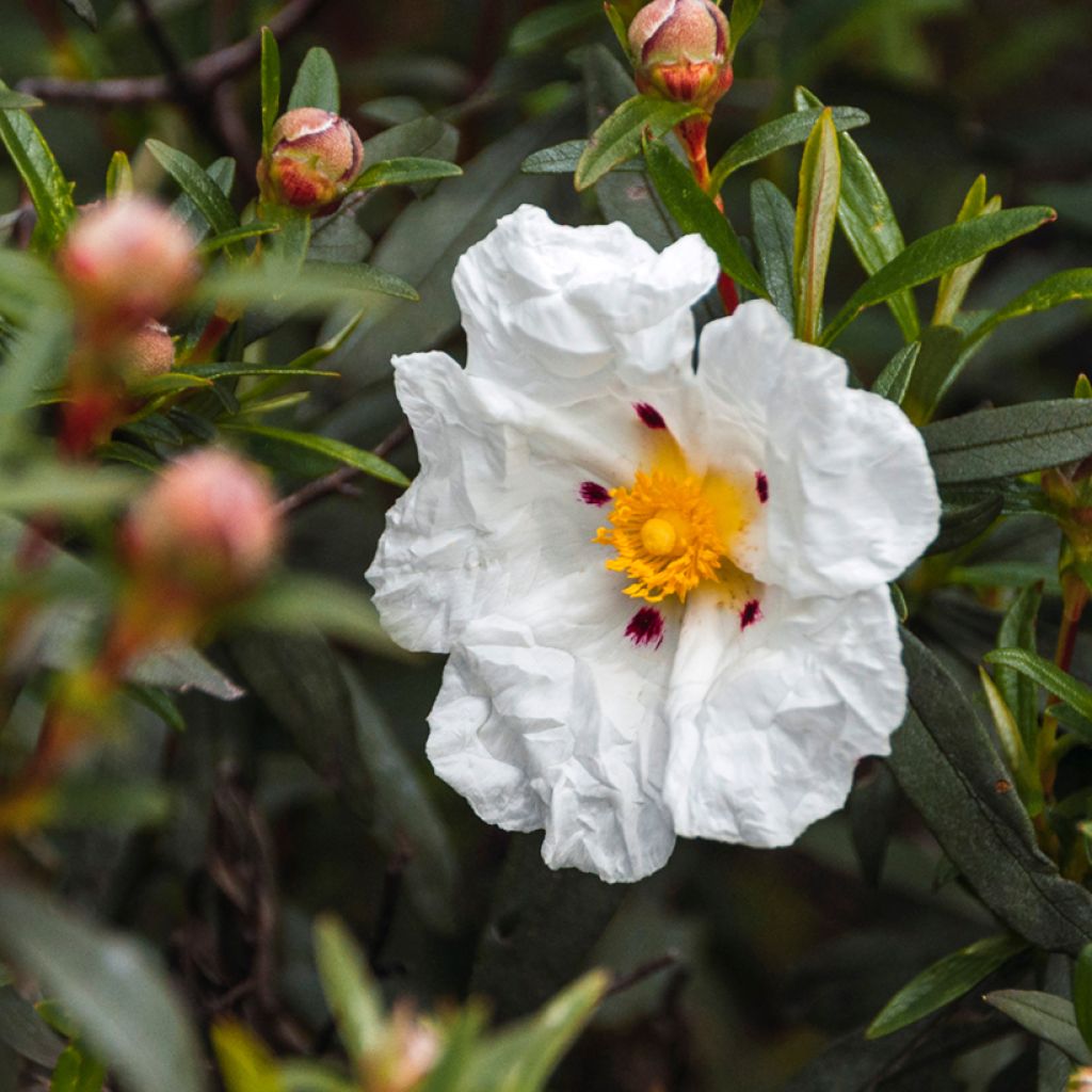 Cistus (x) loretii