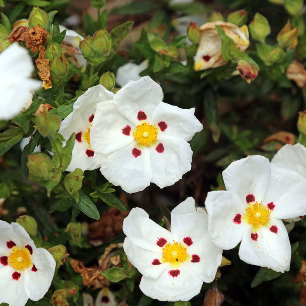 Cistus (x) loretii