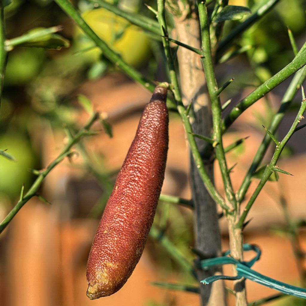 Limão caviar Rosa - Microcitrus australasica Rosa