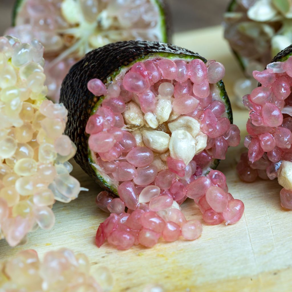 Limão caviar Rosa - Microcitrus australasica Rosa