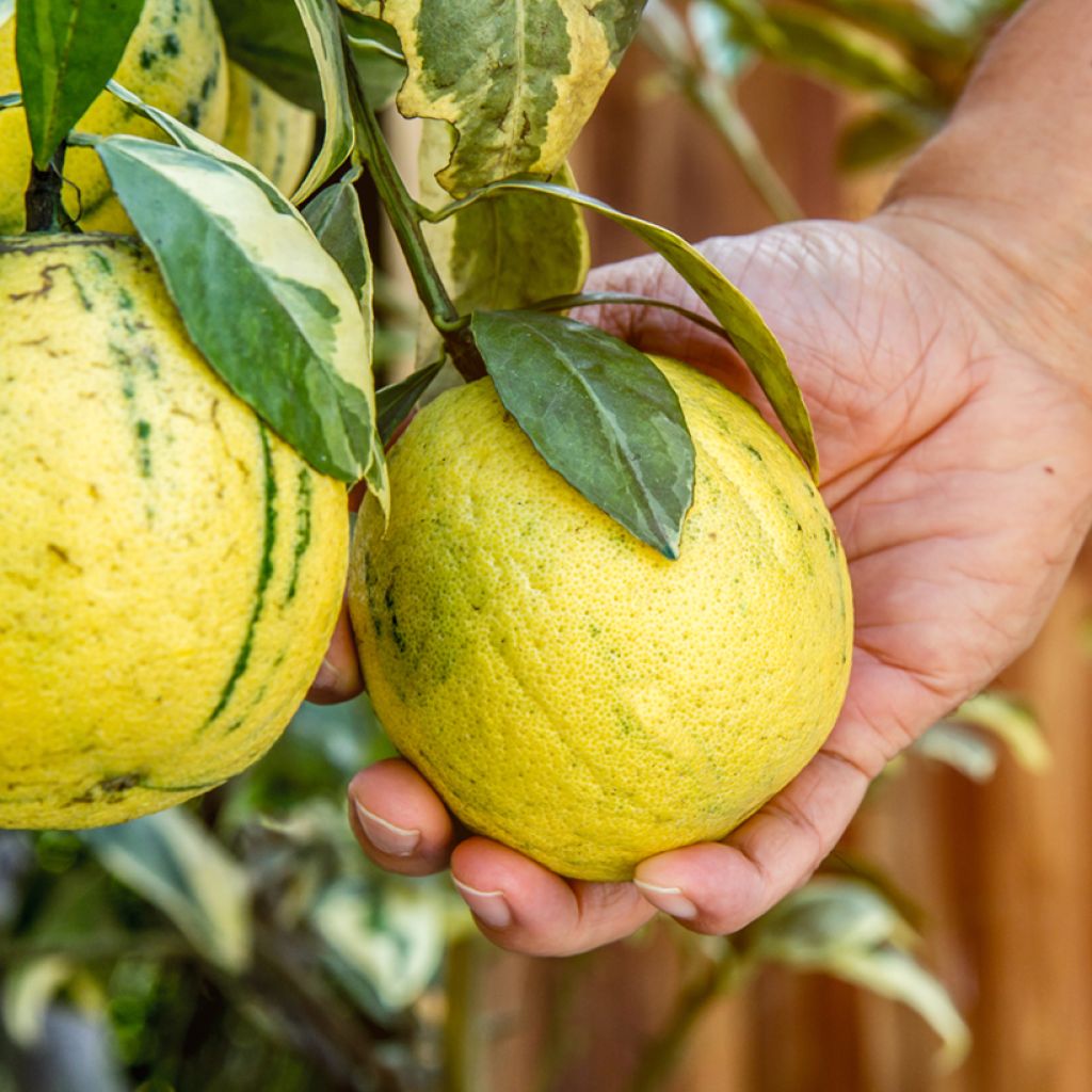 Limoeiro-variegado - Citrus x limon Variegata