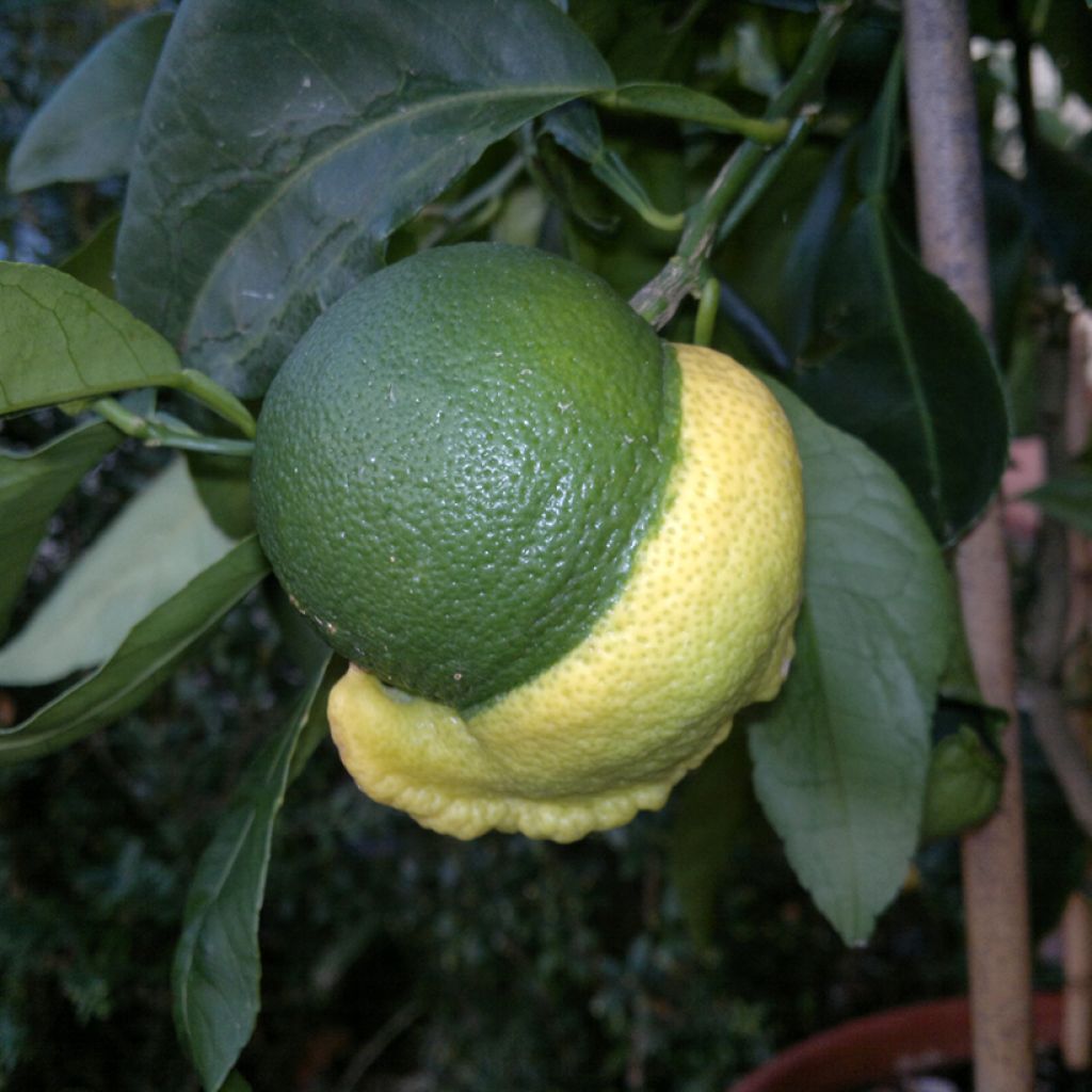 Laranjeira-amarga Bizzarria - Citrus medica x aurantium
