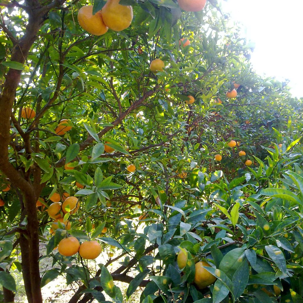 Tangerineira Satsuma - Citrus reticulata subsp. unshiu