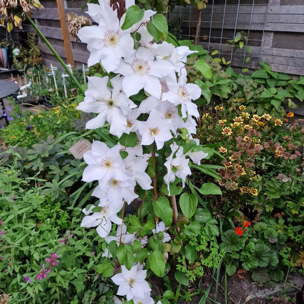 Clematis Guernsey Flute