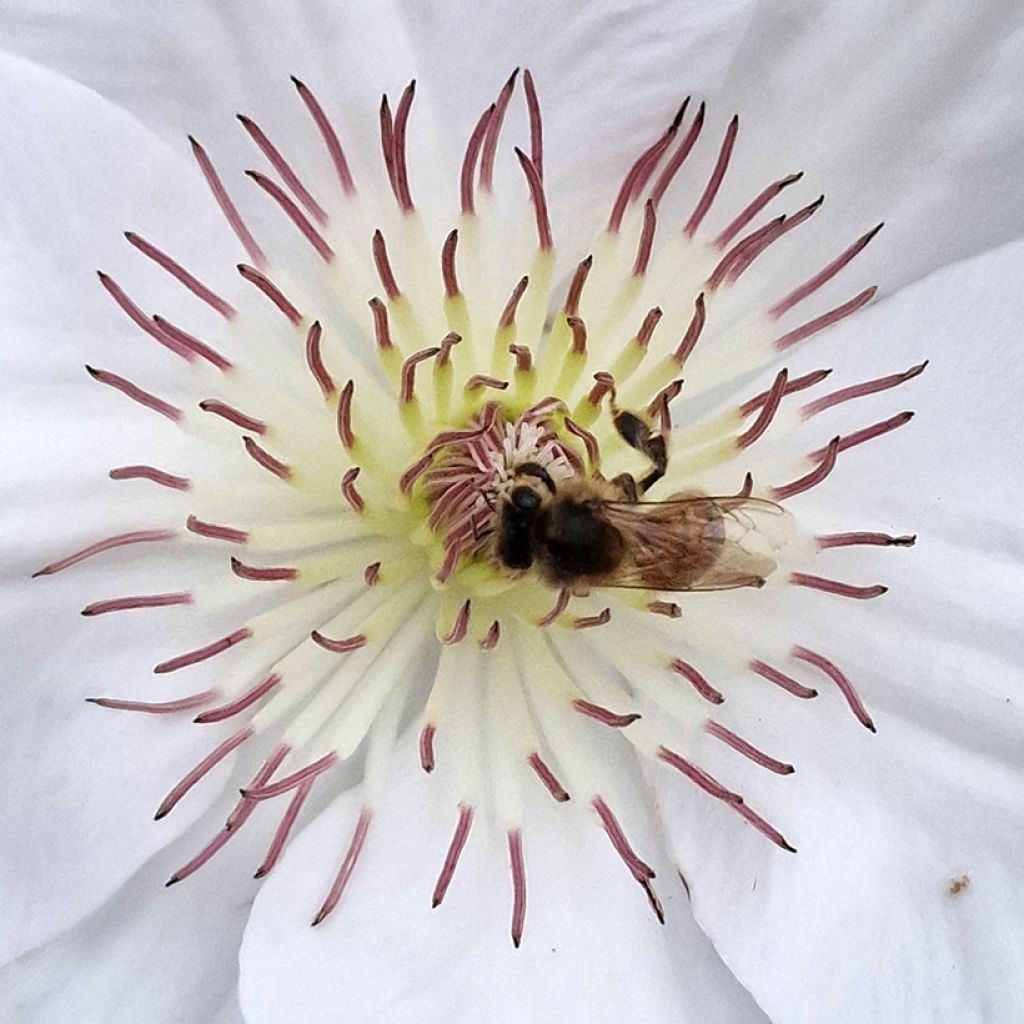 Clematis Guernsey Flute