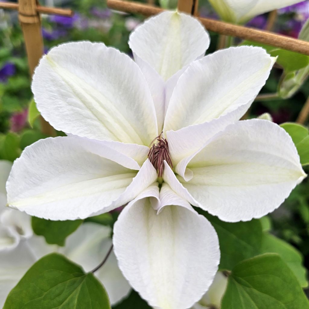 Clematis Guernsey Flute