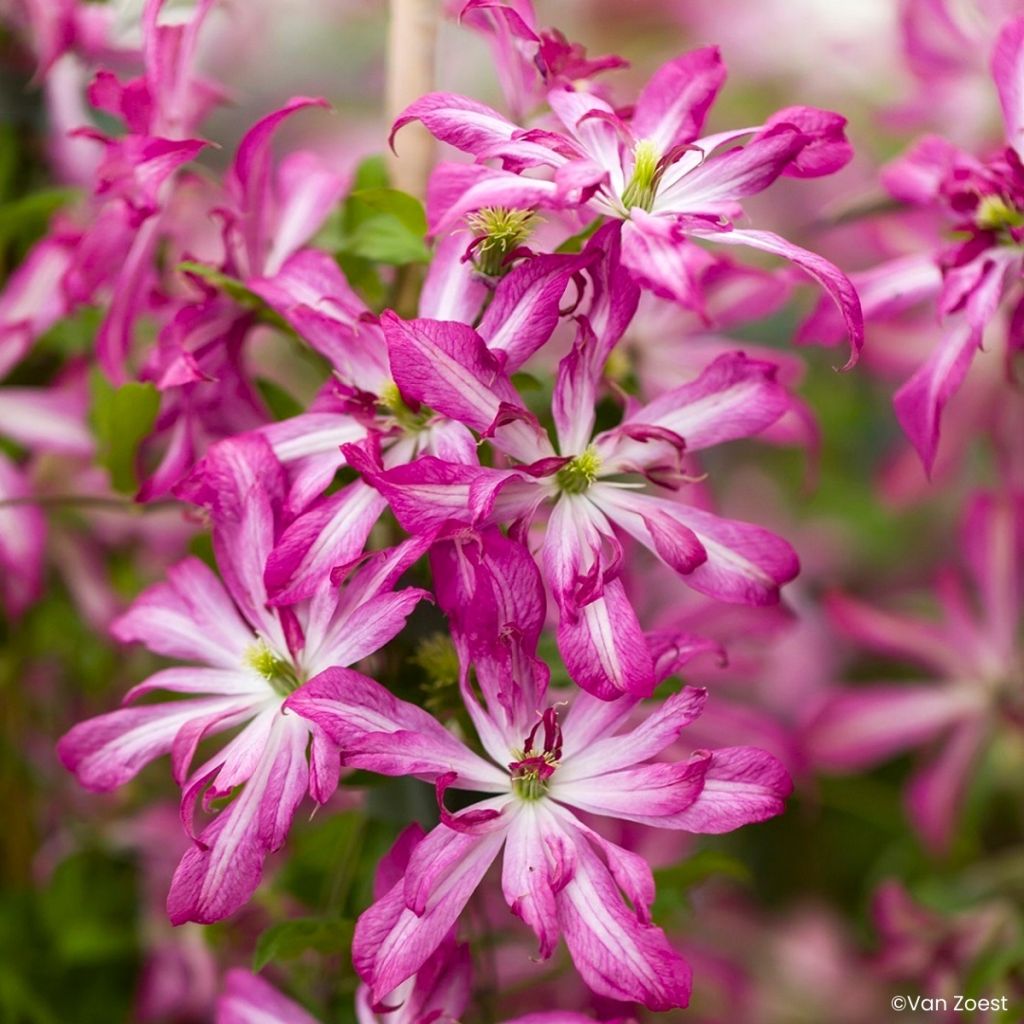 Clematis Glorious Surprise