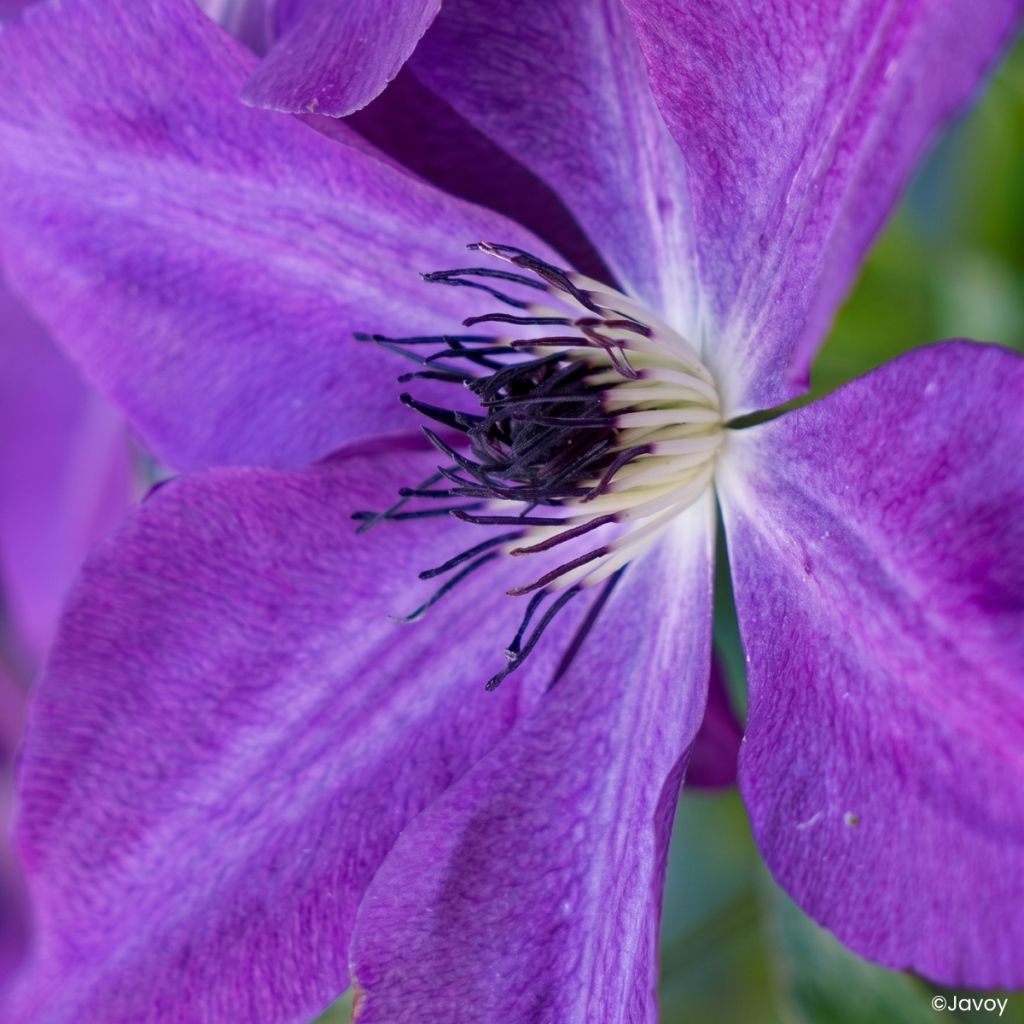 Clematis Mont St Michel - Clematite