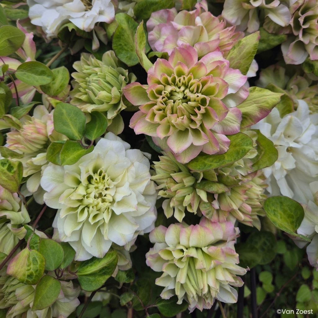 Clematis Spring Passion - Clematite