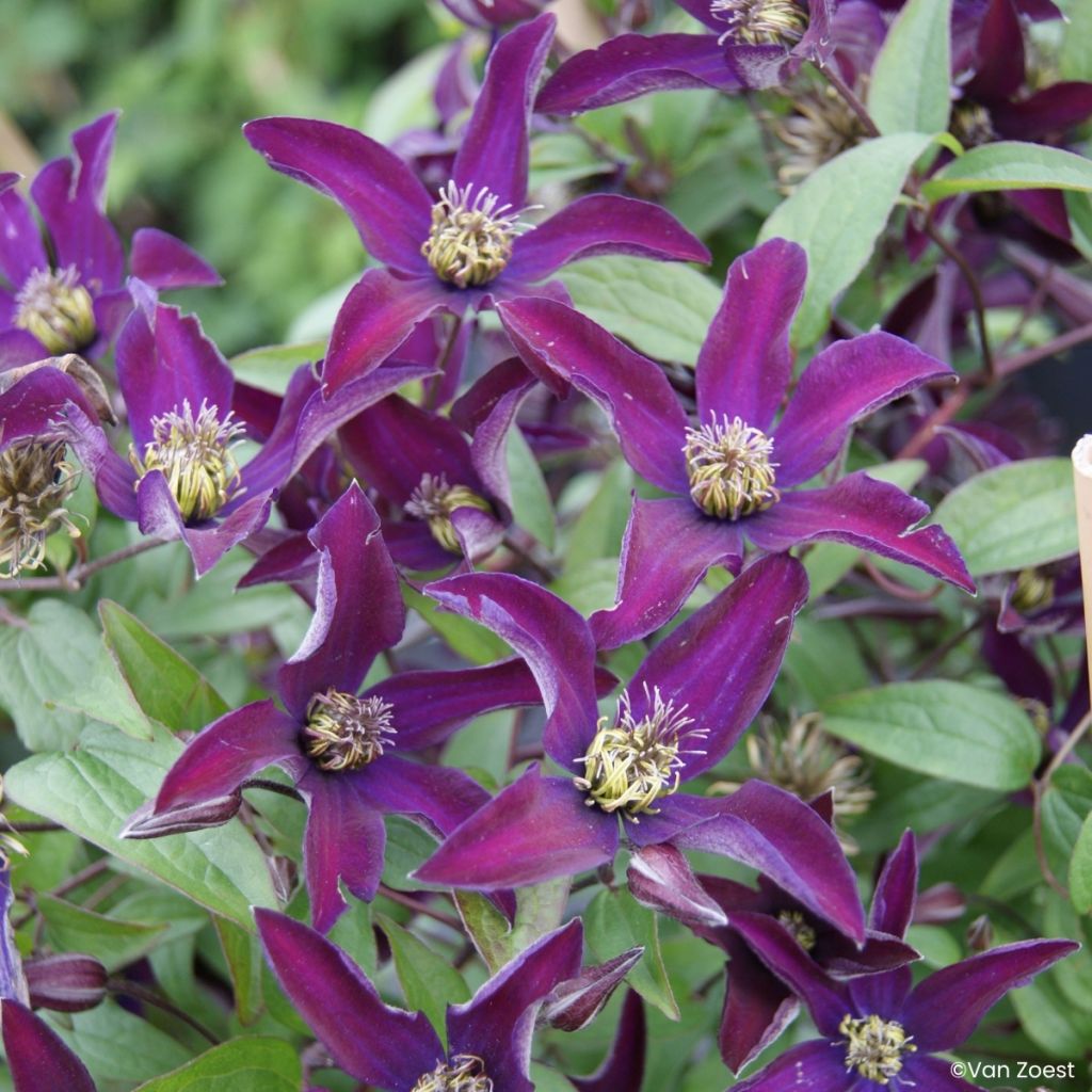 Clematis viticella Noora - Clematite