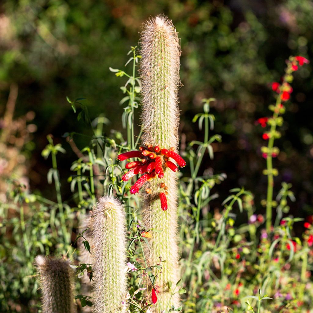 Cleistocactus strausii