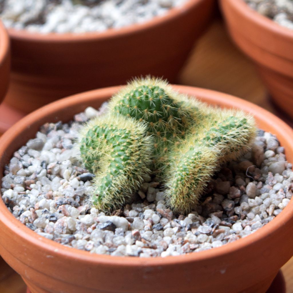 Cleistocactus winteri f. cristata