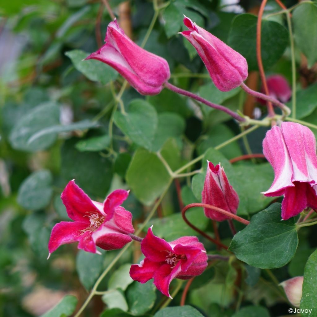 Clematis texensis Notre