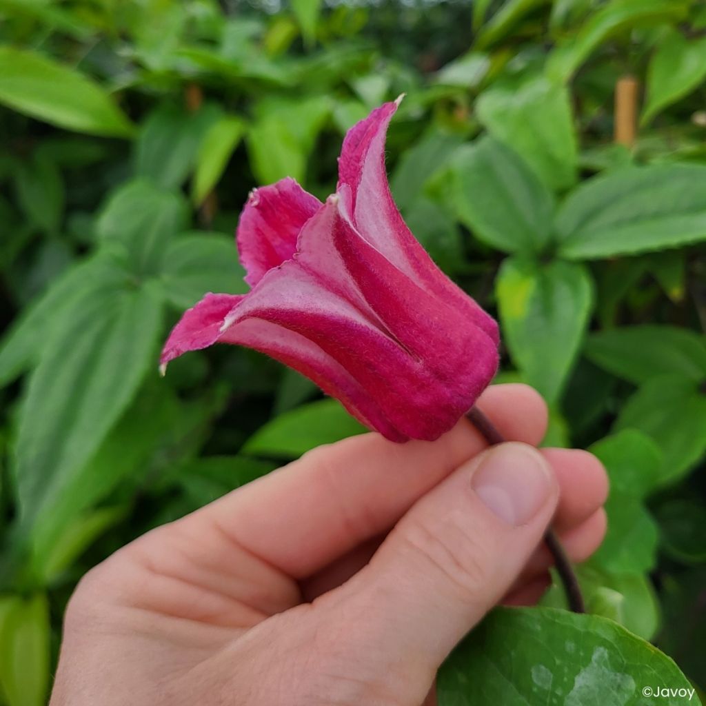 Clematis texensis Notre