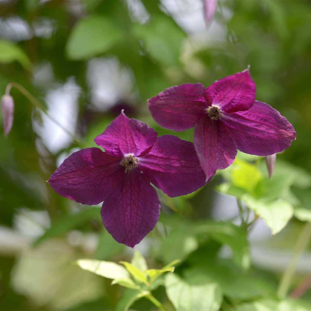 Clematis viticella Black Prince