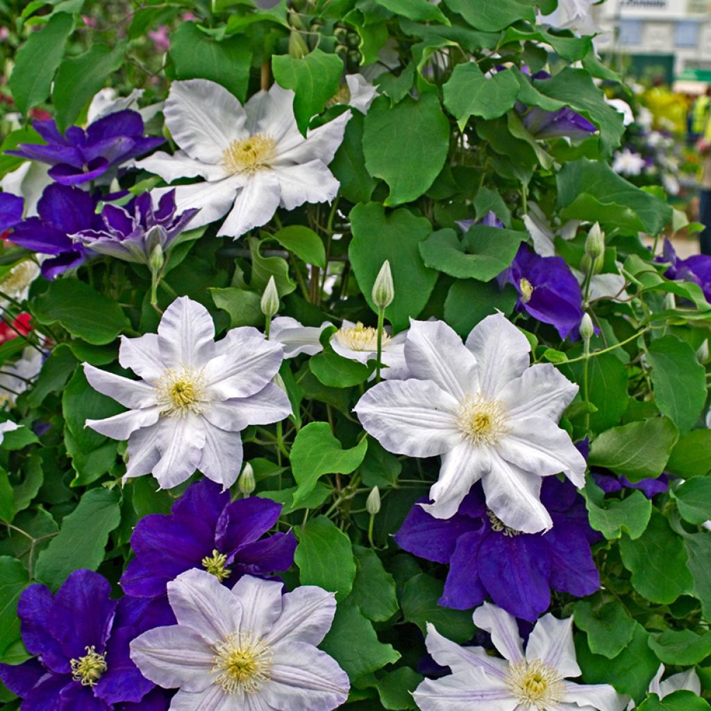 Clematis Ice Blue