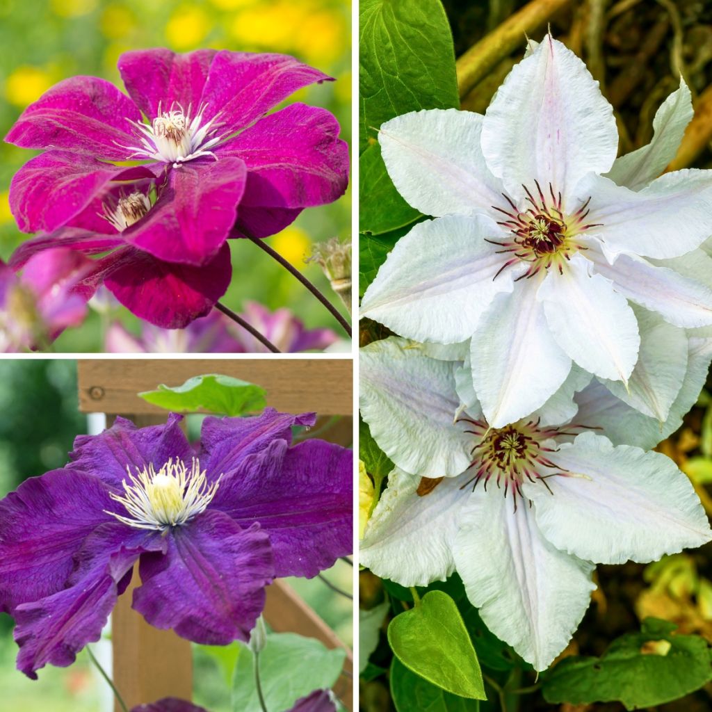 Clematis Mix Tricolor