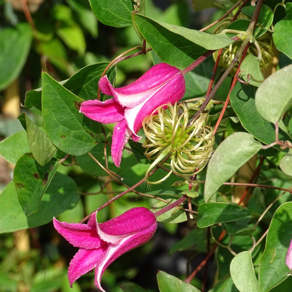 Clematis texensis Princesse Diana