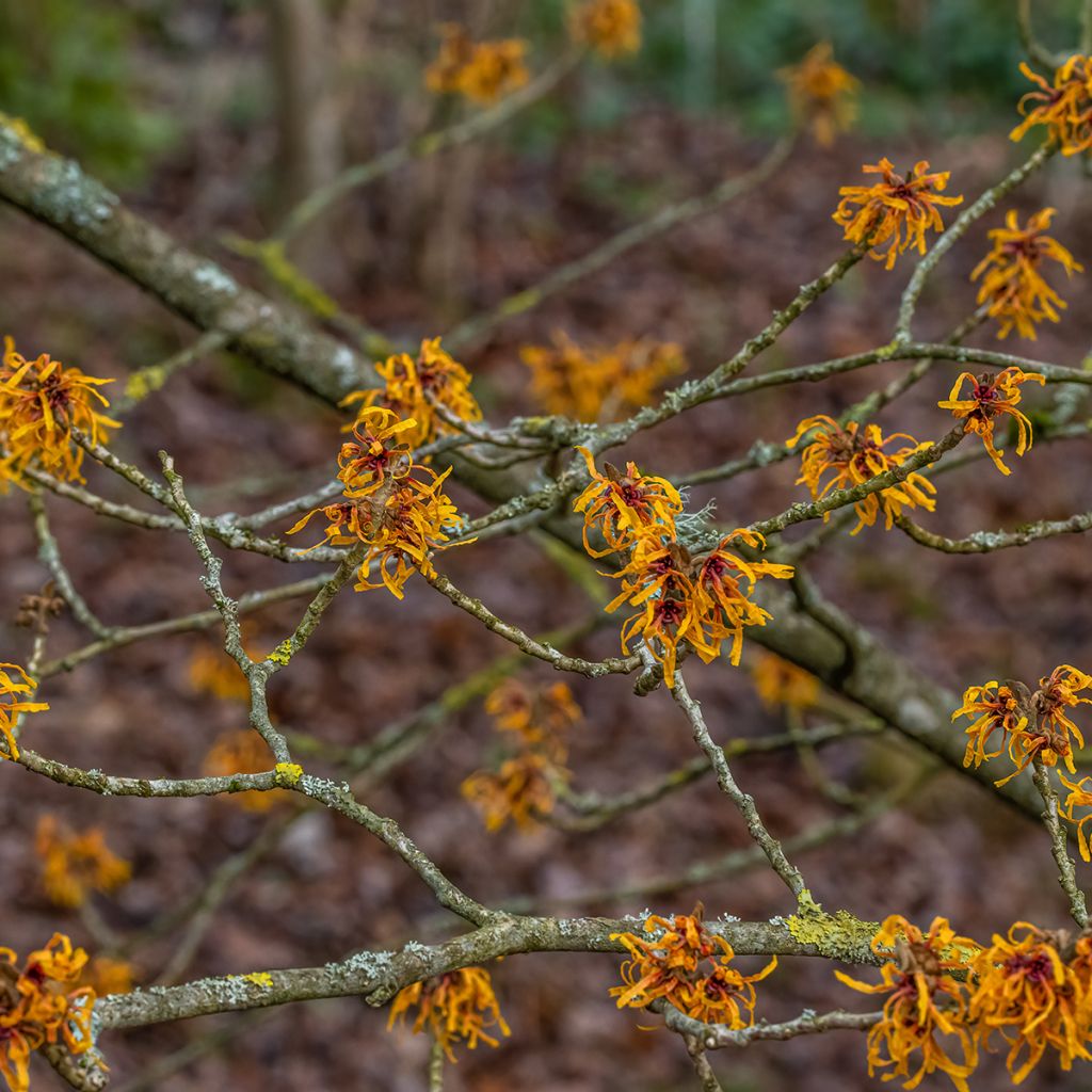 Clematis tibetana var. vernayi Orange Peel