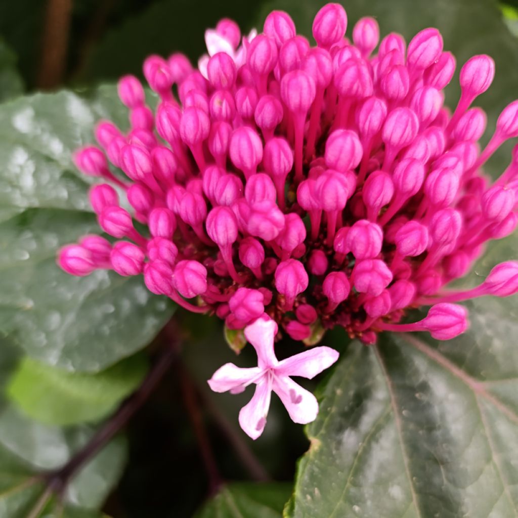 Clerodendro bungei