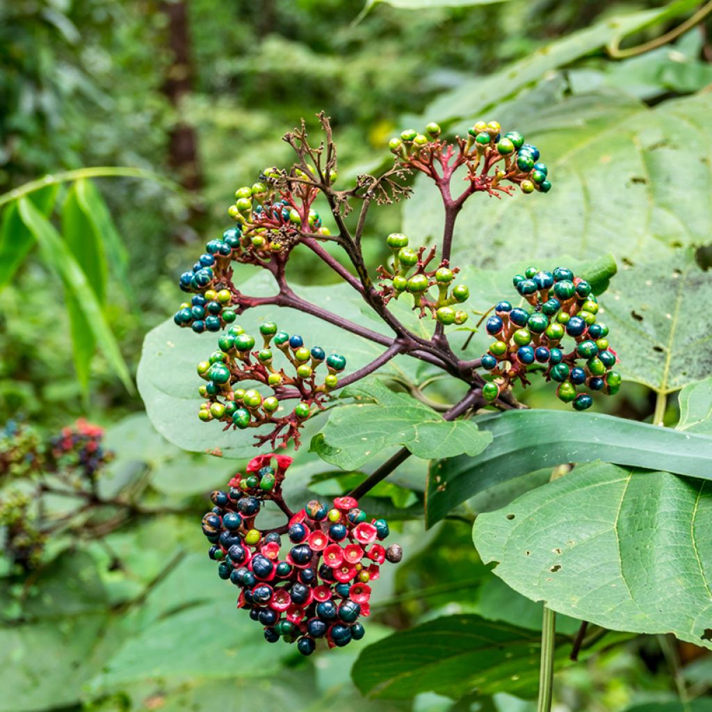 Clerodendro bungei