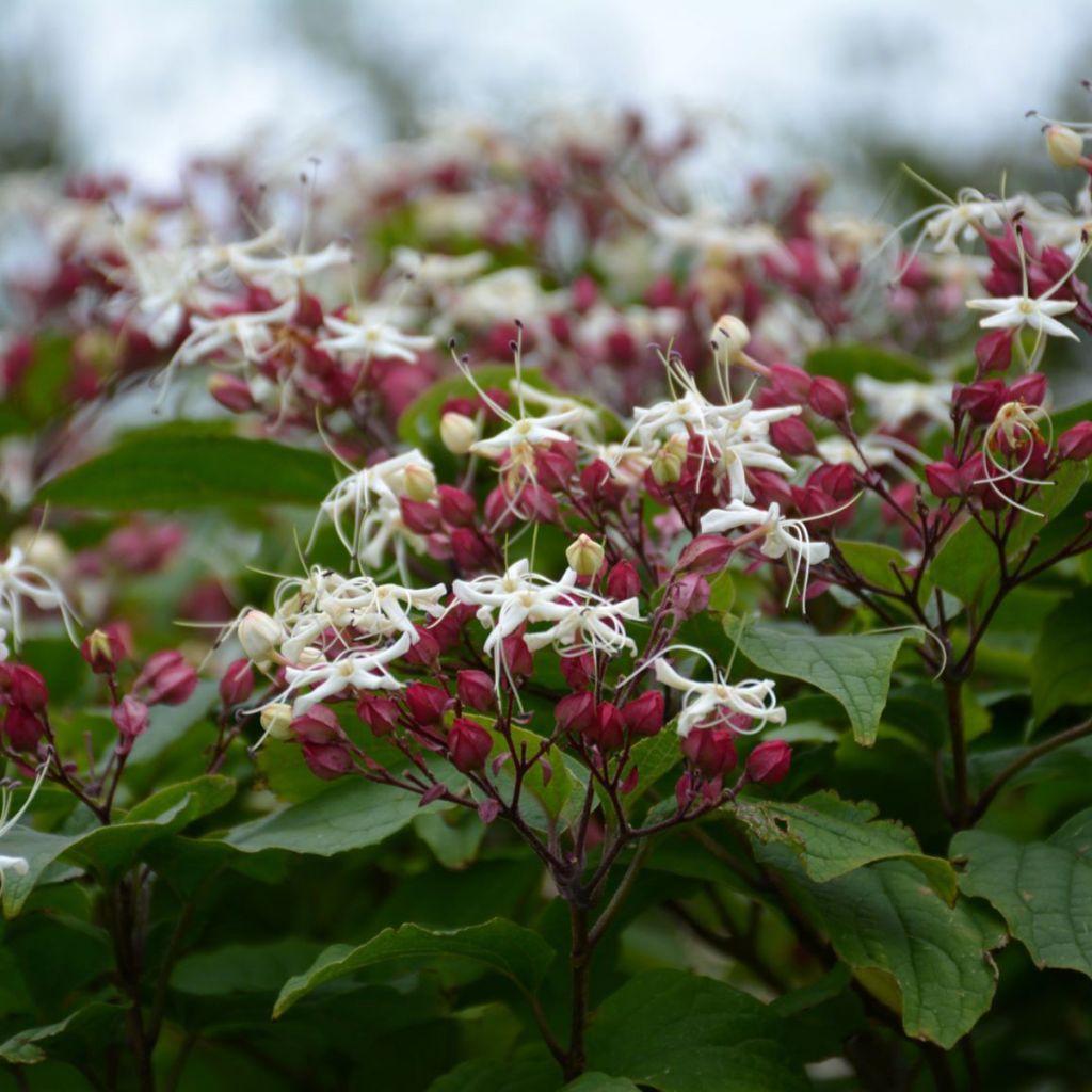 Clerodendro trichotomum Purple Blaze