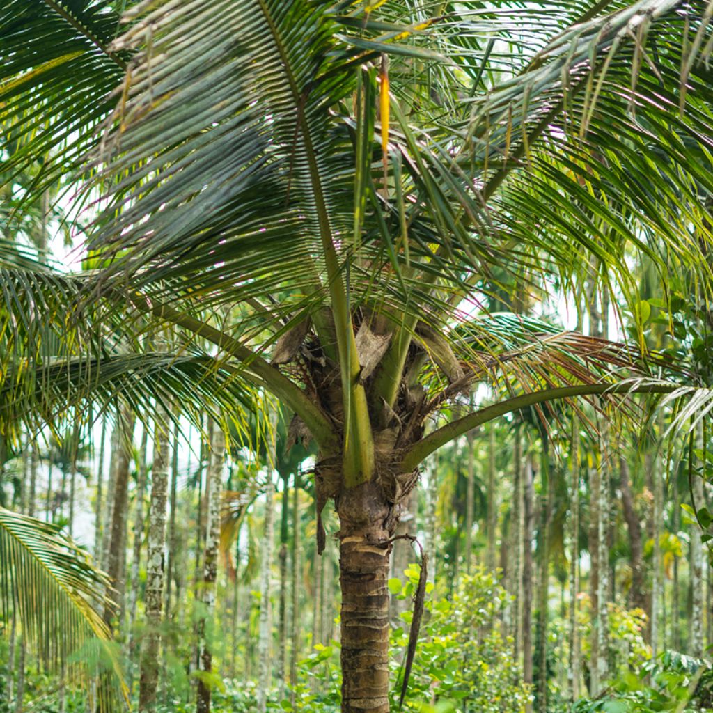 Cocos nucifera