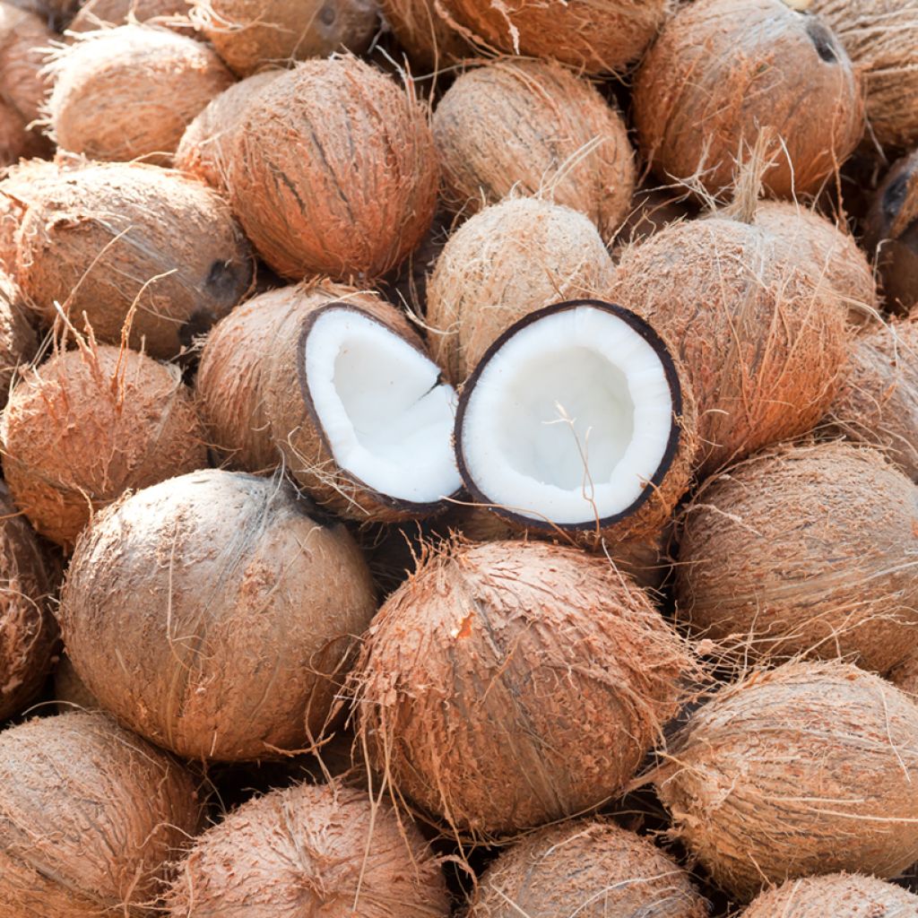 Cocos nucifera