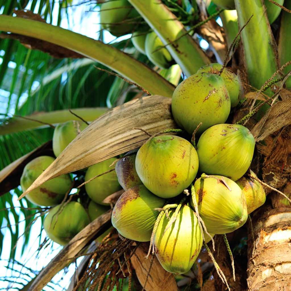 Cocos nucifera