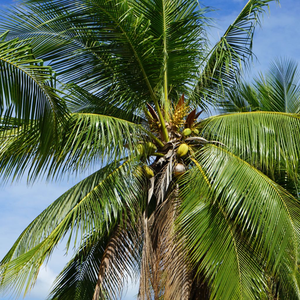 Cocos nucifera