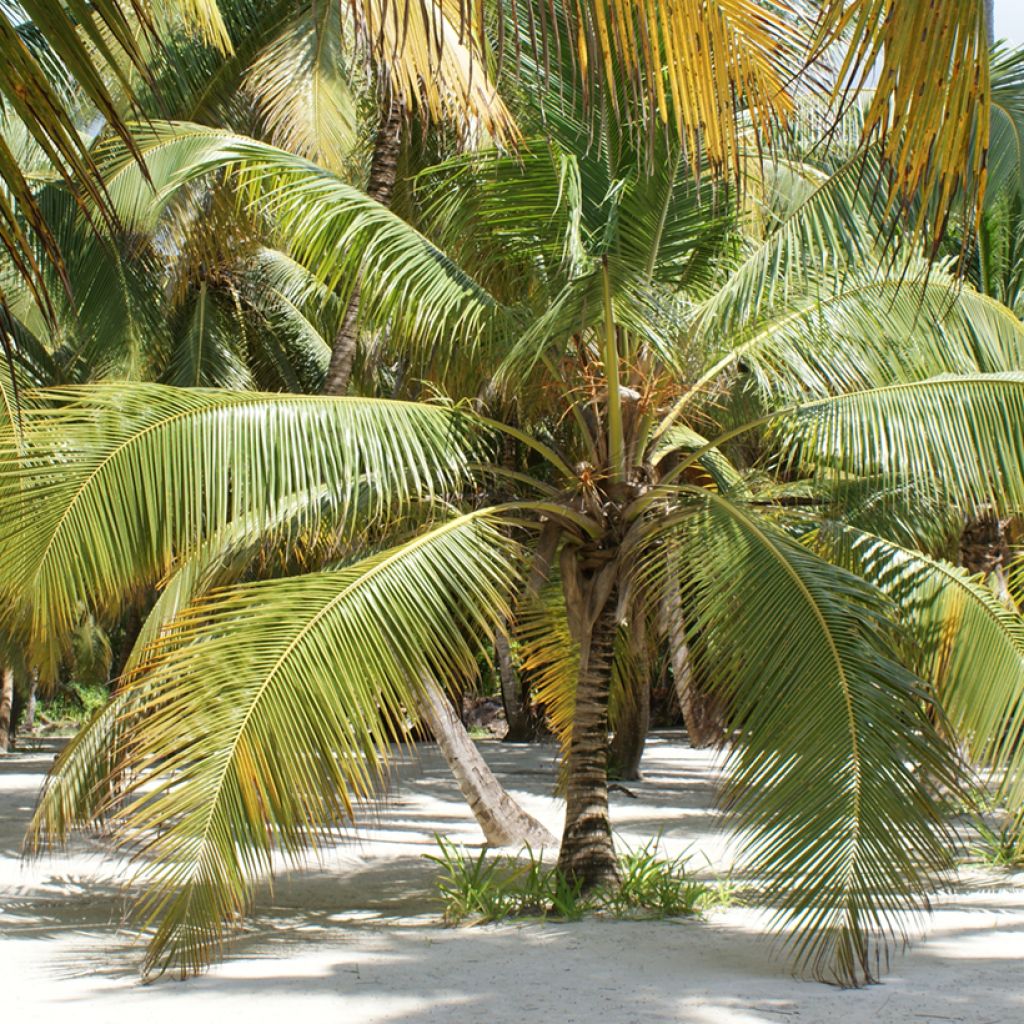 Cocos nucifera