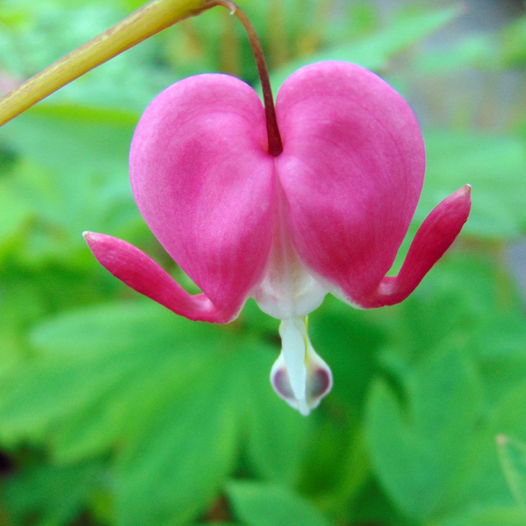 Dicentra spectabilis