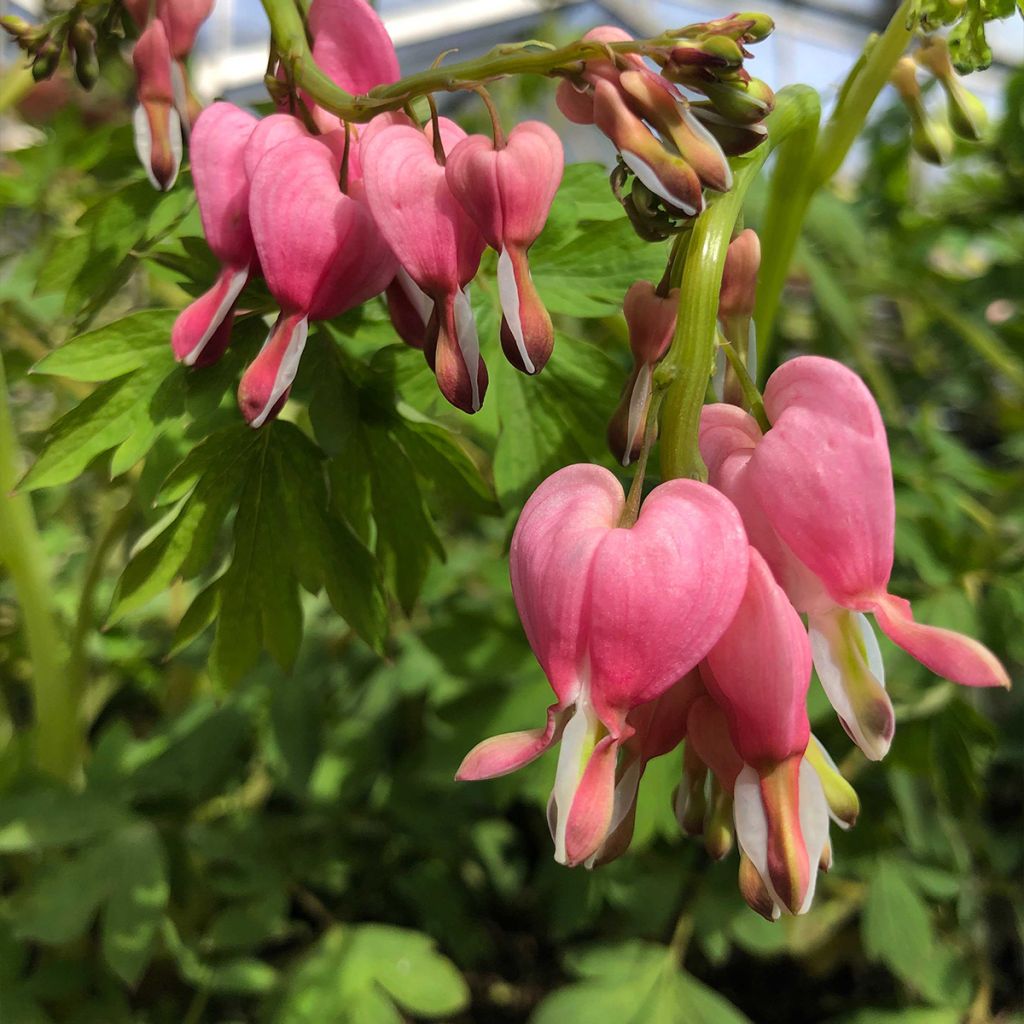 Dicentra spectabilis