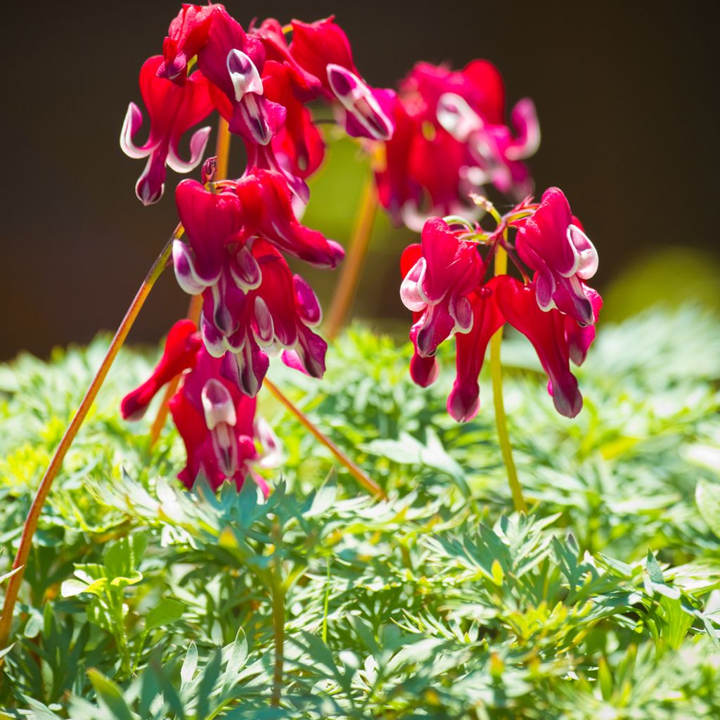 Dicentra Burning Hearts®